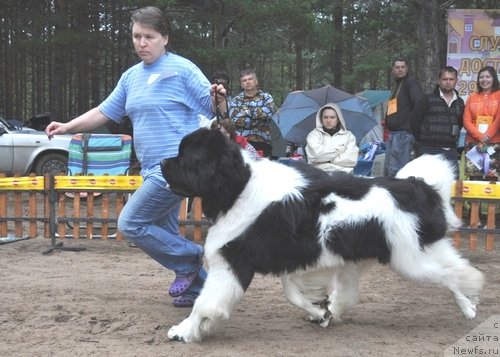 Фото: ньюфаундленд Супер Премиум Жодо Феролли (Super Premium Zhodo Ferolli)