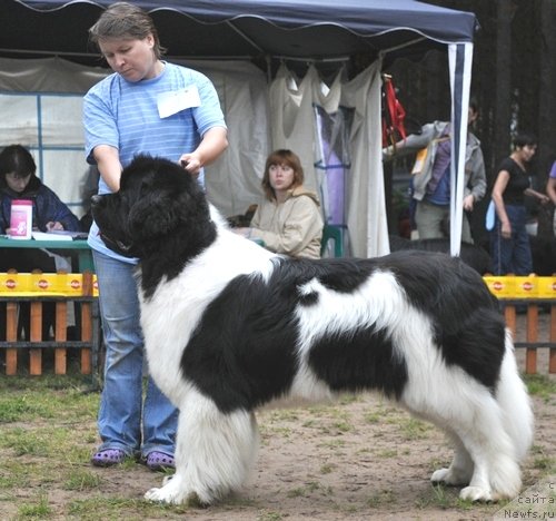 Фото: ньюфаундленд Супер Премиум Жодо Феролли (Super Premium Zhodo Ferolli)