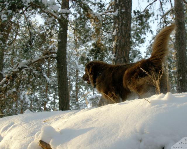 Фото: ньюфаундленд Лесная Сказка Изольда