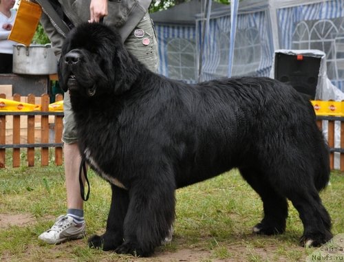 Фото: ньюфаундленд Флагман от Сибирского Медведя (Flagman ot Sibirskogo Medvedja)