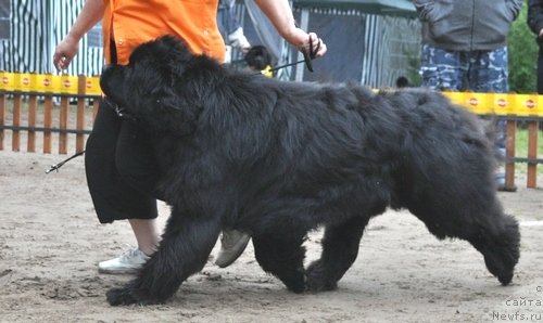 Фото: ньюфаундленд King of Helluland I'm Precious