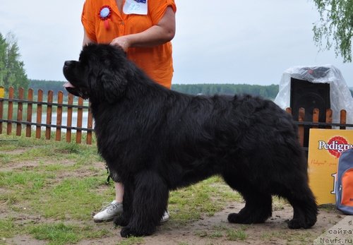 Фото: ньюфаундленд King of Helluland I'm Precious