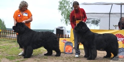 Фото: ньюфаундленд King of Helluland I'm Precious, ньюфаундленд Амулет Любви и Счастья (Amulet Lyubvi i Schastya)