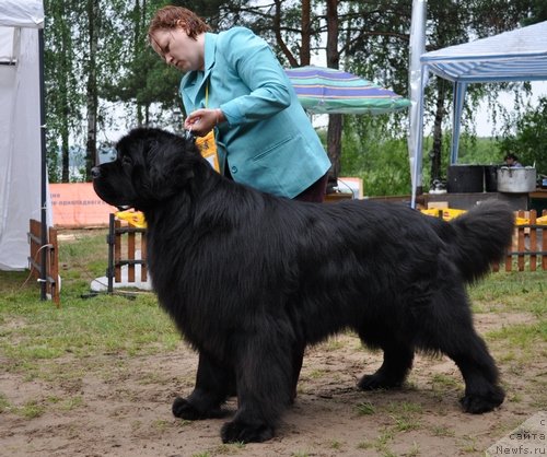 Фото: ньюфаундленд Акватория Келвин Изумрудный Дождь (Aquatoria Kelvin Izumrudny Dozhd)