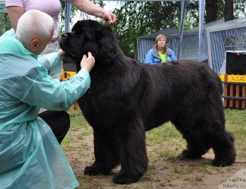 Фото: ньюфаундленд Иван Царевич из Тихого Омута (Ivan Tsarevich iz Tihogo Omuta)