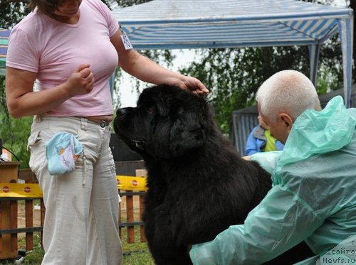 Фото: ньюфаундленд Иван Царевич из Тихого Омута (Ivan Tsarevich iz Tihogo Omuta)