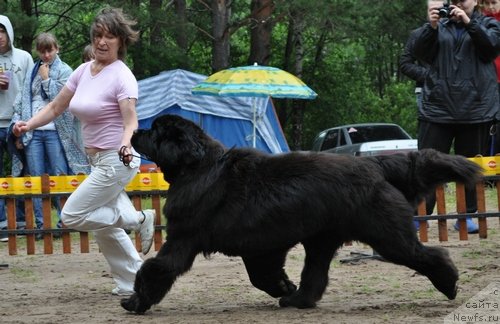 Фото: ньюфаундленд Иван Царевич из Тихого Омута (Ivan Tsarevich iz Tihogo Omuta)