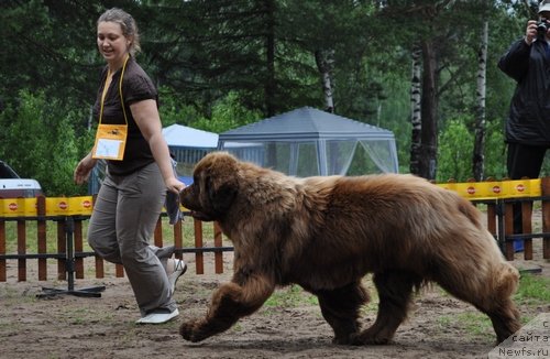 Фото: ньюфаундленд Командор из Медвежьего Яра