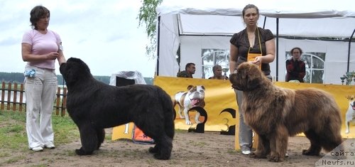 Фото: ньюфаундленд Иван Царевич из Тихого Омута (Ivan Tsarevich iz Tihogo Omuta), ньюфаундленд Командор из Медвежьего Яра