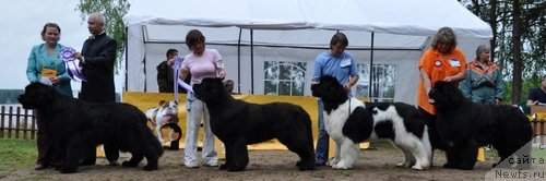 Фото: ньюфаундленд Акватория Келвин Изумрудный Дождь (Aquatoria Kelvin Izumrudny Dozhd), ньюфаундленд Иван Царевич из Тихого Омута (Ivan Tsarevich iz Tihogo Omuta), ньюфаундленд Супер Премиум Жодо Феролли (Super Premium Zhodo Ferolli), ньюфаундленд King of Helluland I'm Precious