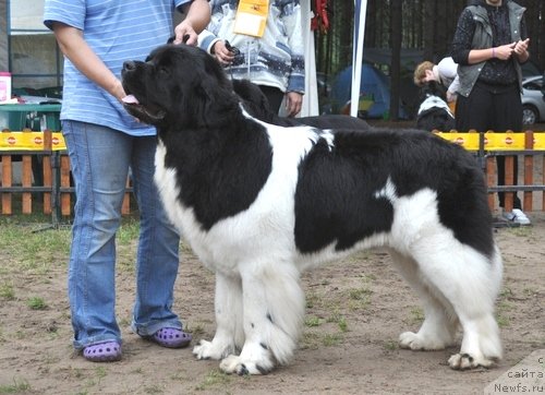 Фото: ньюфаундленд Супер Премиум Женева (Super Premium Zheneva)
