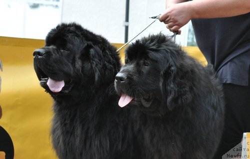 Фото: ньюфаундленд Акватория Келвин Зазноба (Aquatoriya Kelvin Zaznoba), ньюфаундленд Акватория Келвин Олимпус (Aquatoriya Kelvin Olympus)