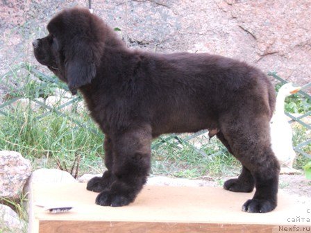 Фото: ньюфаундленд Плюшевая Панда Универсальный Мишка (Plushevaya Panda Universalnyj Mischka)