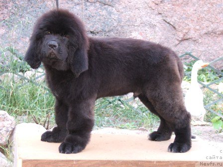 Фото: ньюфаундленд Плюшевая Панда Универсальный Мишка (Plushevaya Panda Universalnyj Mischka)