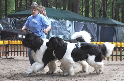 Фото: ньюфаундленд Супер Премиум Жодо Феролли (Super Premium Zhodo Ferolli), ньюфаундленд Супер Премиум Женева (Super Premium Zheneva)