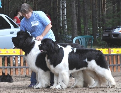 Фото: ньюфаундленд Супер Премиум Жодо Феролли (Super Premium Zhodo Ferolli), ньюфаундленд Супер Премиум Женева (Super Premium Zheneva)