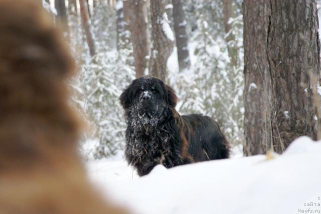 Фото: ньюфаундленд Юган с Тоянова Городка (Ygan s Toyanova Gorodka)