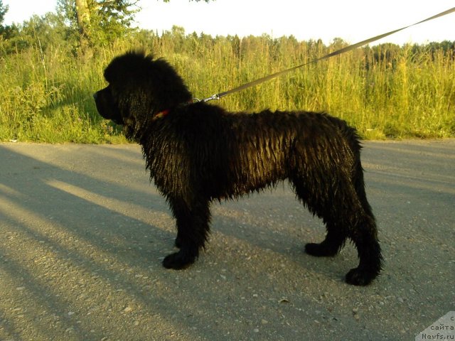 Фото: ньюфаундленд Very Fairweathers X'Got The Rhythm