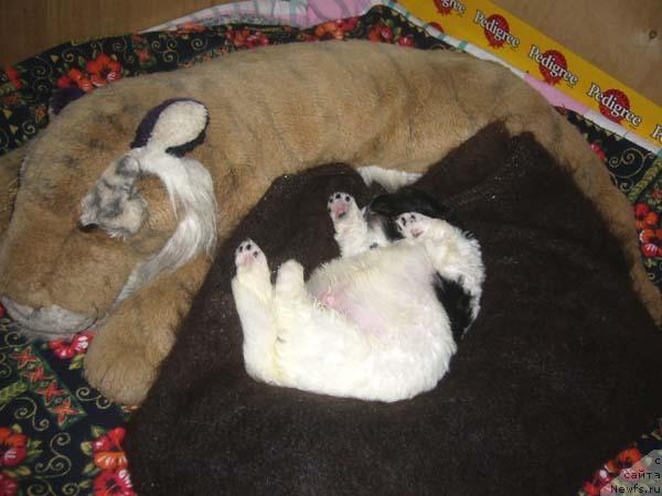 Фото: ньюфаундленд Супер Бизон Батон