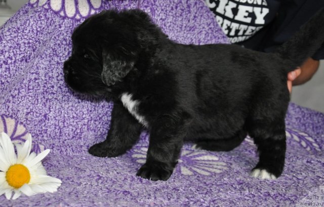 Фото: ньюфаундленд Кара Аюлар Билли Бой (Kara Aular Billy Boy)