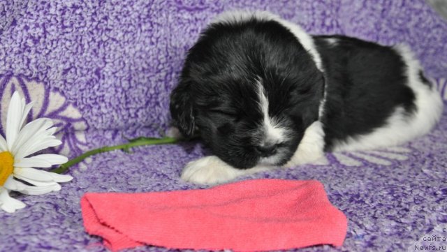 Фото: ньюфаундленд Кара Аюлар Бьютифул Крошечка Таира (Kara Aular Beautiful Krshetckka Taira)