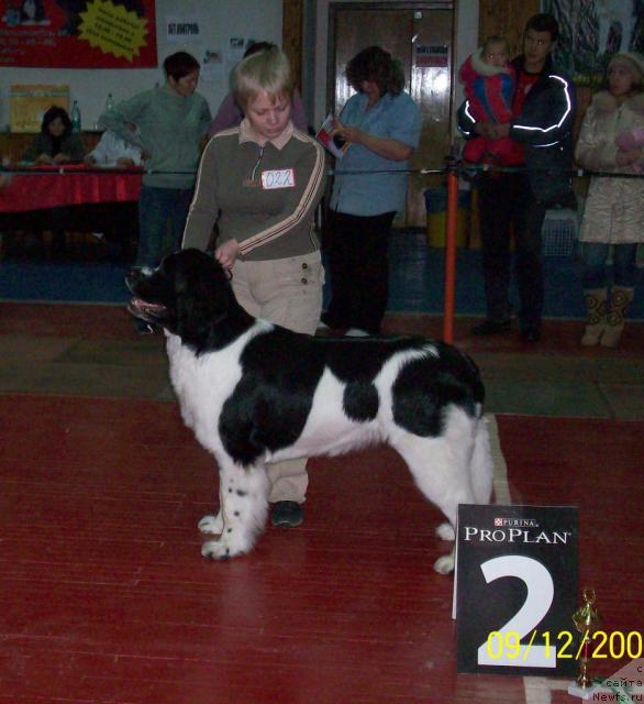 Фото: ньюфаундленд Маг Исполин Инфанта (Mag Ispolin Infanta), Елена Горбунова