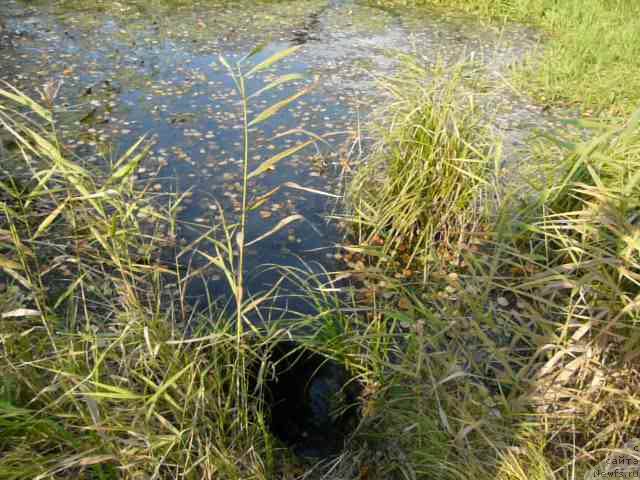 Фото: ньюфаундленд Ньюфорт Ньёрд Роял Флэш