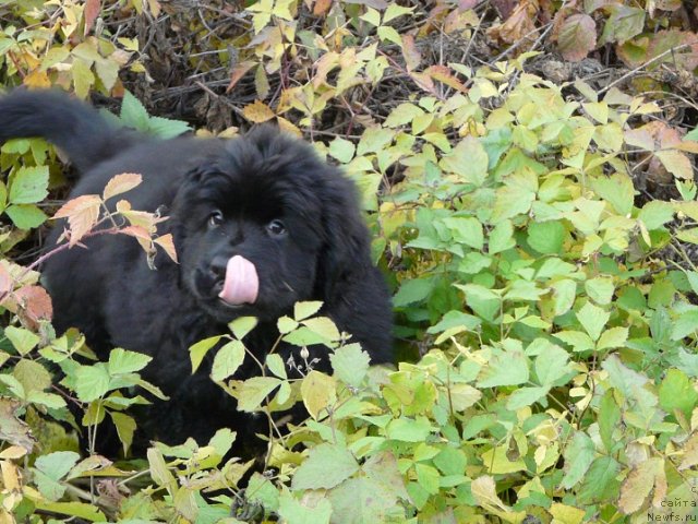 Фотография № 72740