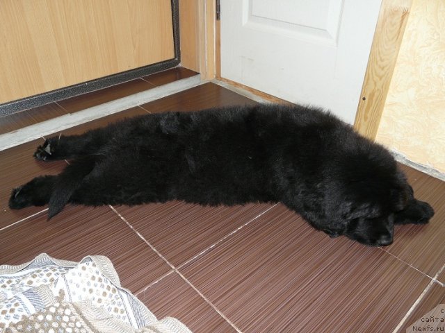 Фото: ньюфаундленд Ньюфорт Ньёрд Роял Флэш