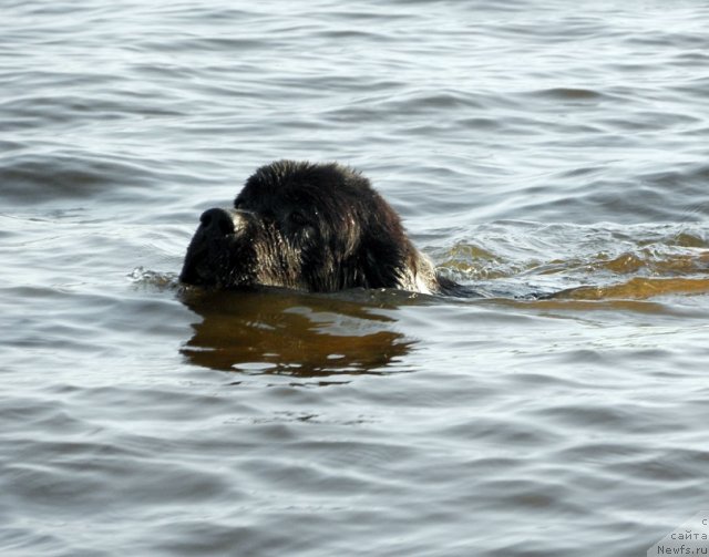 Фото: ньюфаундленд Старбимовлав Гардемарин
