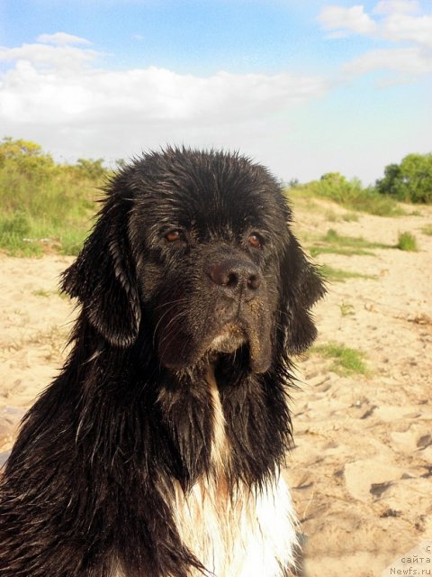 Фото: ньюфаундленд Старбимовлав Гардемарин