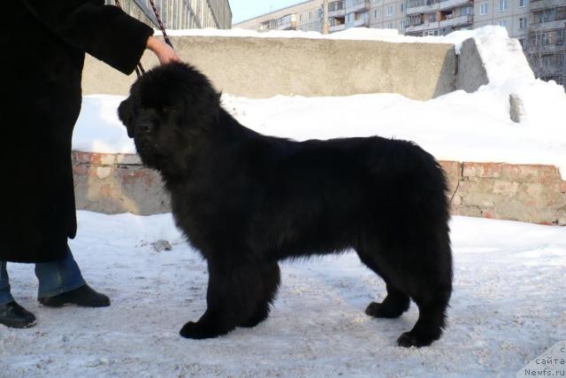 Фото: ньюфаундленд Блэк Диамонд Агидель от Потапа Патриция (Black Diamond Agidel ot Potapa Patricia)