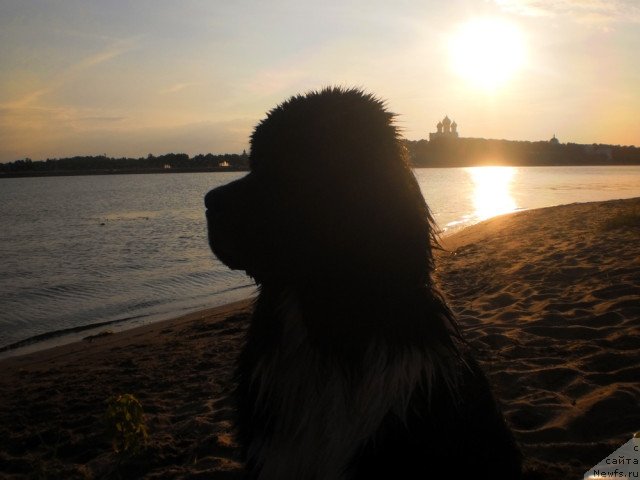 Фото: ньюфаундленд Старбимовлав Гардемарин