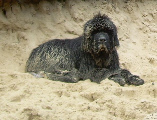 Фото: ньюфаундленд Бегущая по Волнам Зодиак (Beguschaya po Volnam Zodiak)