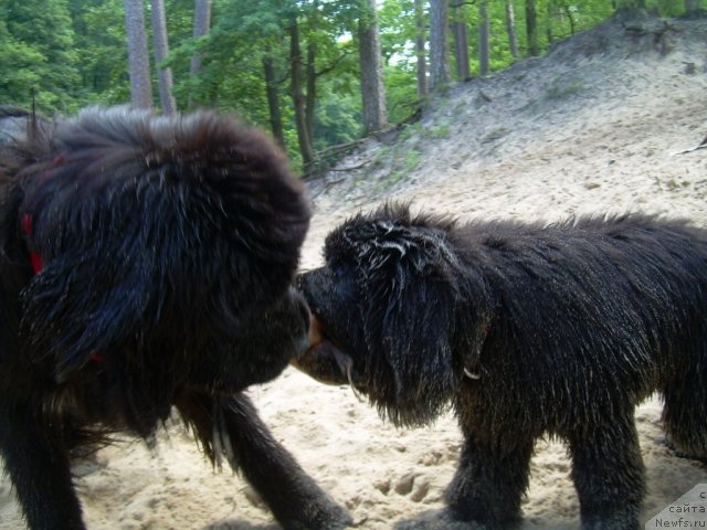 Фото: ньюфаундленд Velyke Malyatko Yaskrava Usmishka, ньюфаундленд Бегущая по Волнам Зодиак (Beguschaya po Volnam Zodiak)