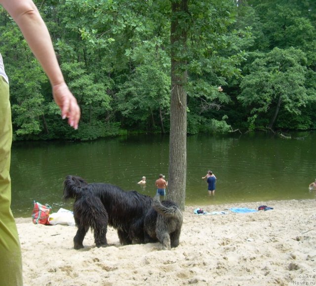 Фото: ньюфаундленд Velyke Malyatko Yaskrava Usmishka, ньюфаундленд Бегущая по Волнам Зодиак (Beguschaya po Volnam Zodiak)