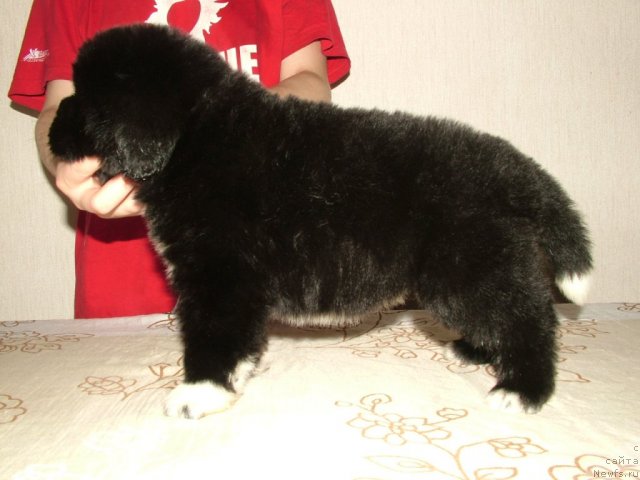 Фото: щенок Лавины и Дуенде