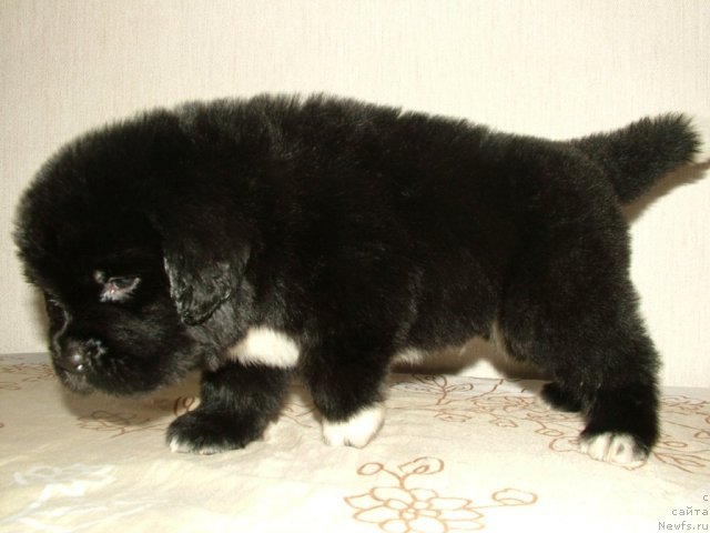 Фото: щенок Лавины и Дуенде