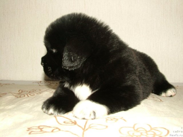 Фото: щенок Лавины и Дуенде