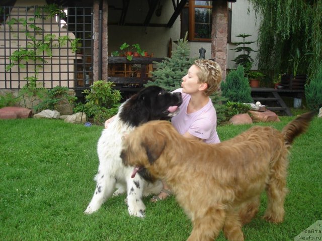 Фото: ньюфаундленд Fenix du Puy de Vendegre