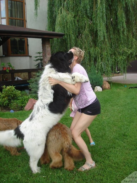 Фото: ньюфаундленд Fenix du Puy de Vendegre
