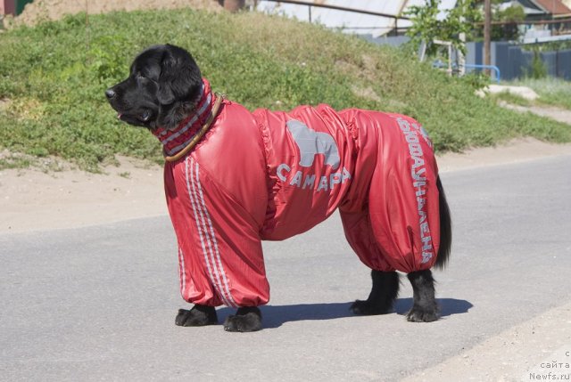 Фото: ньюфаундленд Юнона