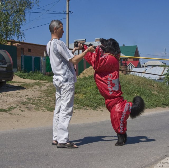 Фото: ньюфаундленд Юнона