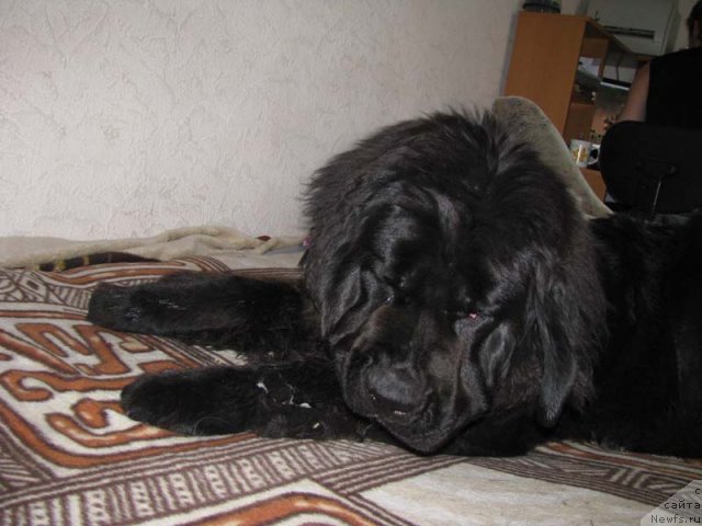 Фото: Светлана Васильчук, ньюфаундленд Transatlantika Nuo Ozo Kalvu