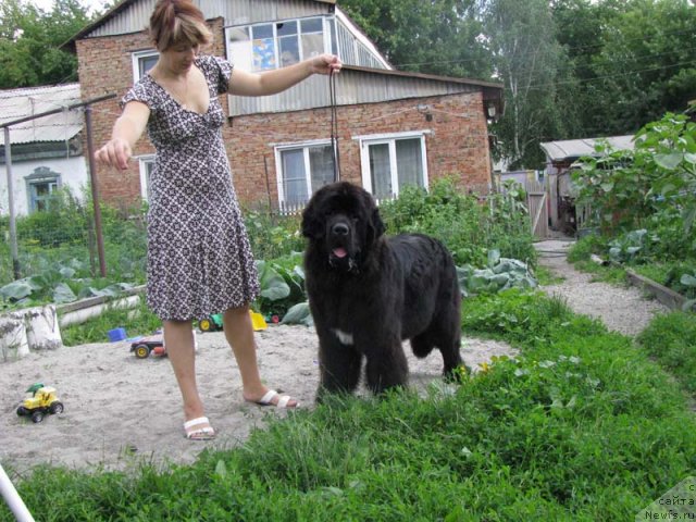 Фото: ньюфаундленд Transatlantika Nuo Ozo Kalvu