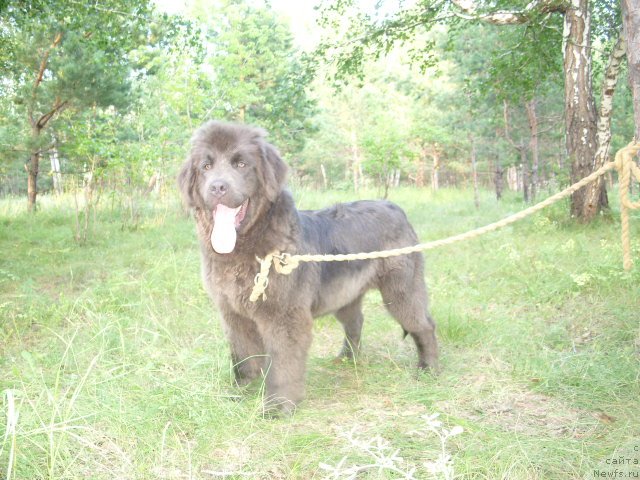 Фото: ньюфаундленд Аквамариновая Красотка для Марлеон