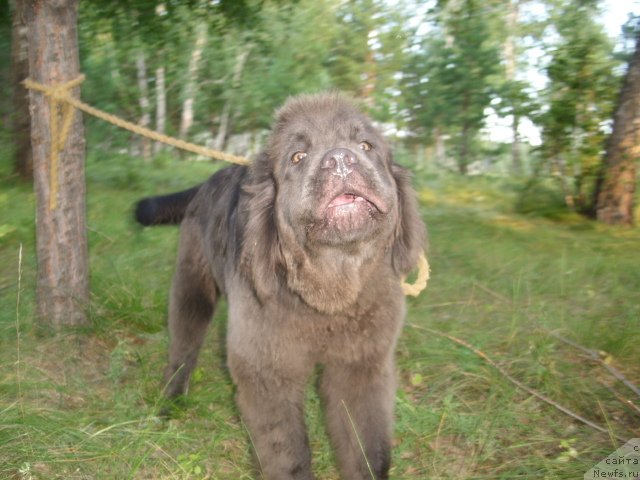 Фото: ньюфаундленд Аквамариновая Красотка для Марлеон