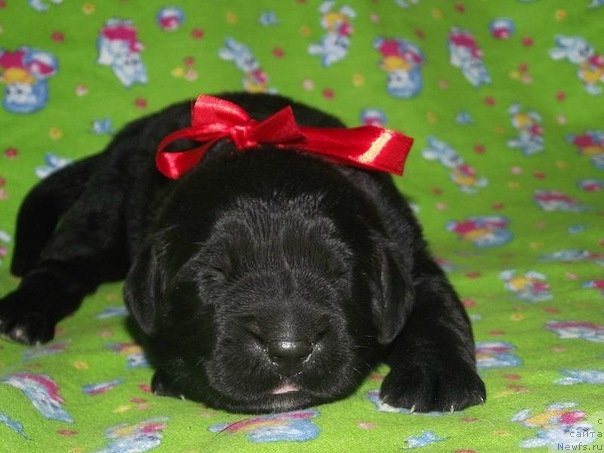 Фото: ньюфаундленд Повелитель Великих Озер