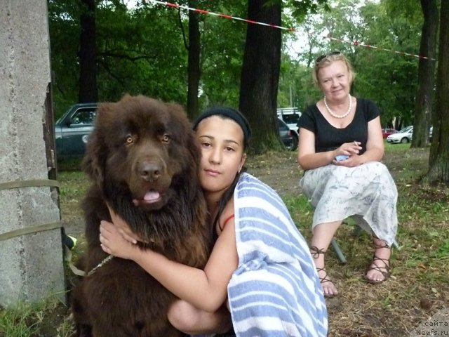 Фото: ньюфаундленд Фанньюф Успех в Шоколаде, Татьяна Константинова, АМИНА