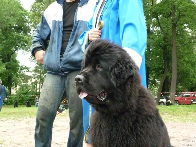 Фото: ньюфаундленд Фанньюф Улетная Девчонка (Funnewf Uletnaya Devchenka)